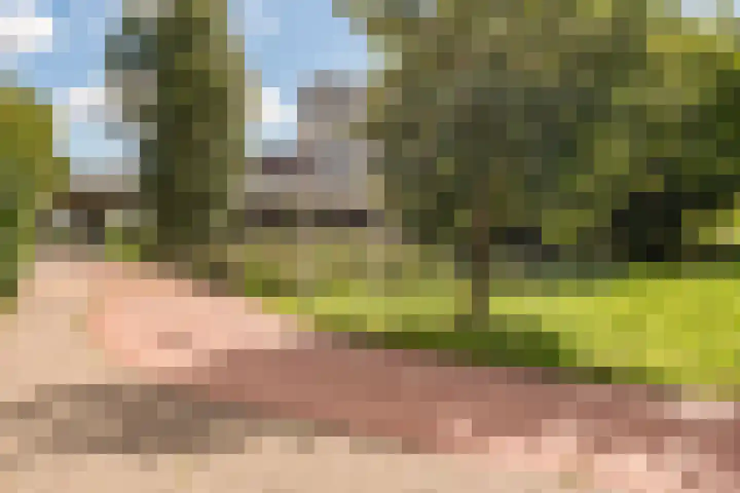 Knoopkruid 1 Diemen thumbnail 44