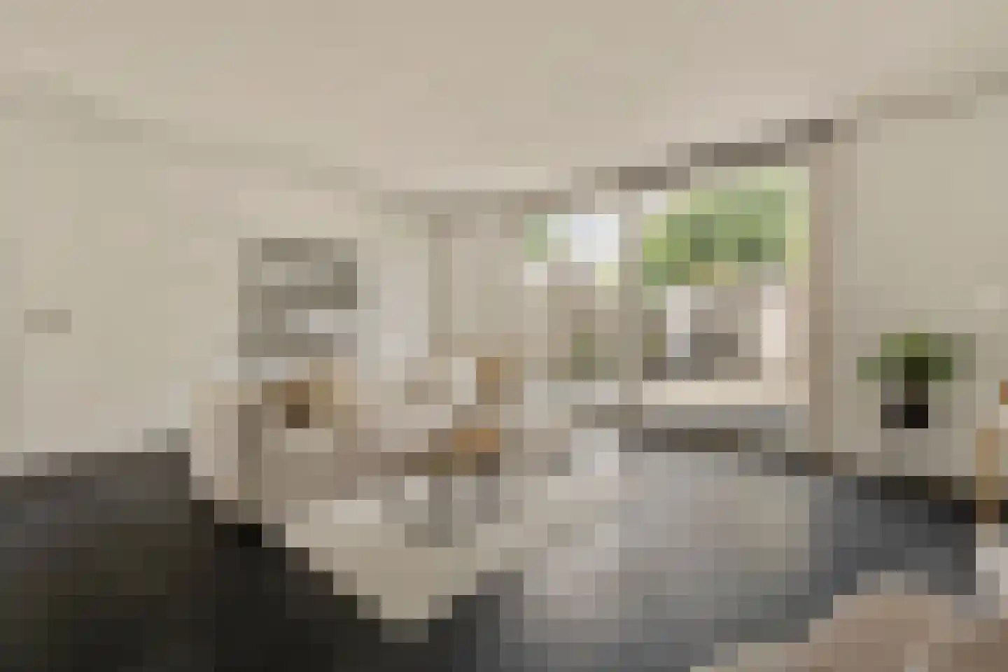 Knoopkruid 1 Diemen thumbnail 7