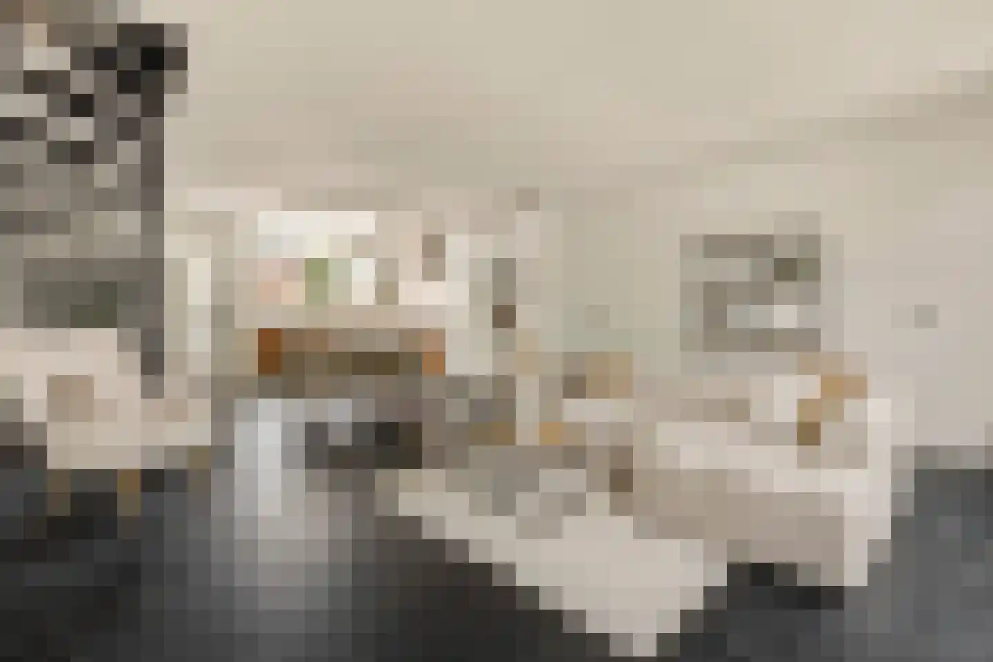 Knoopkruid 1 Diemen thumbnail 9
