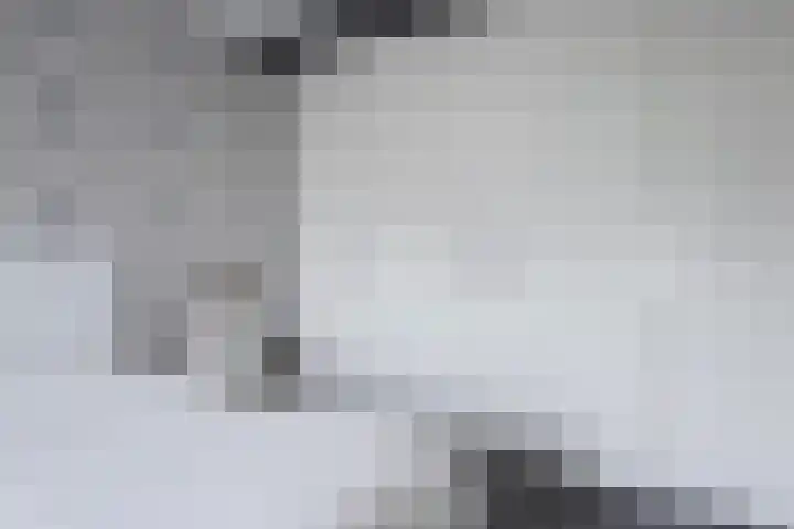 Knoopkruid 11 Voorthuizen thumbnail 16