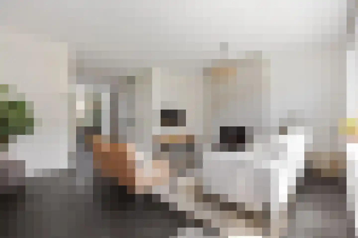 Knoopkruid 18 Voorthuizen thumbnail 10