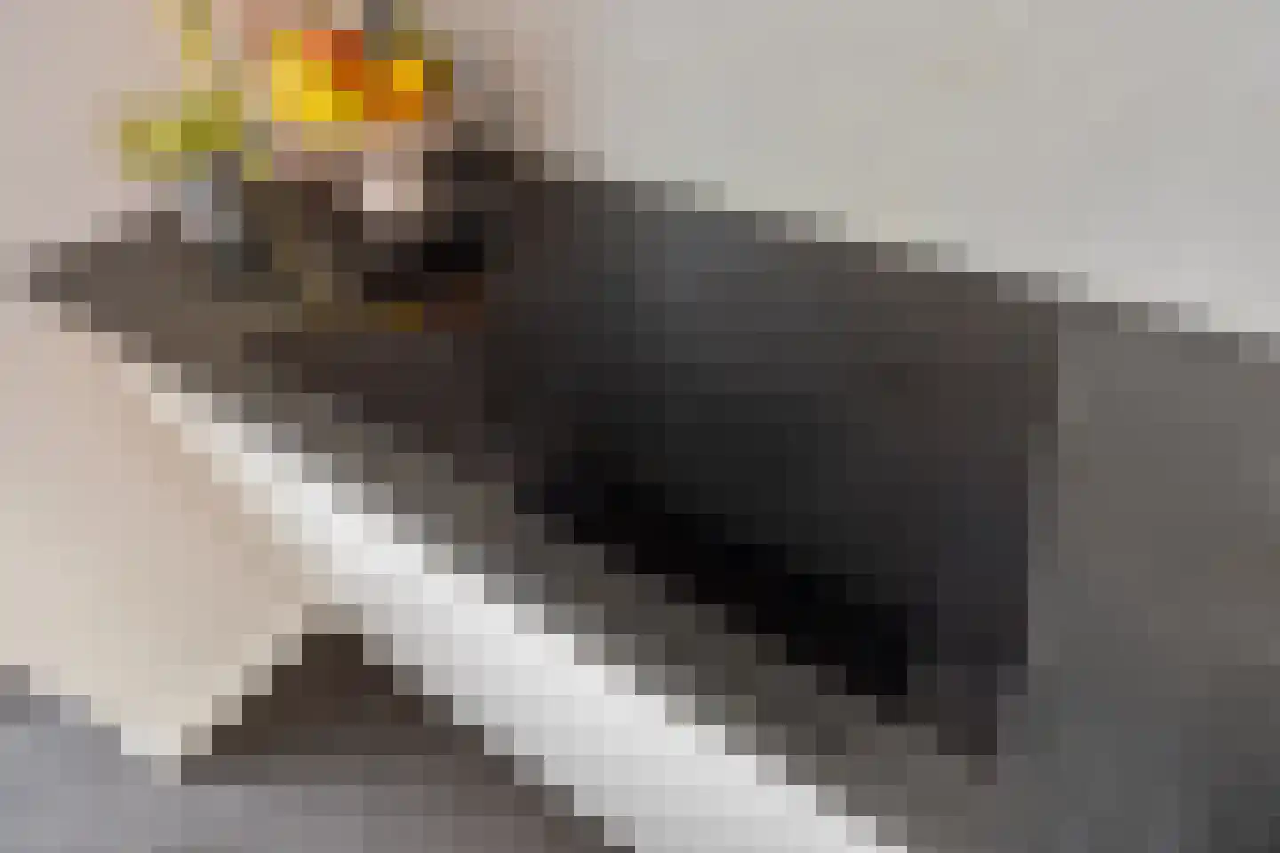 Knoopkruid 18 Voorthuizen thumbnail 17