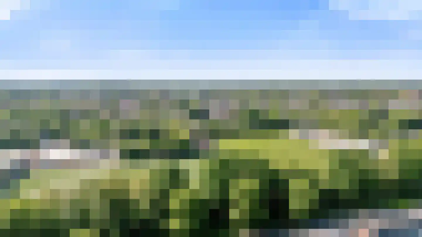 Knoopkruid 18 Voorthuizen thumbnail 41