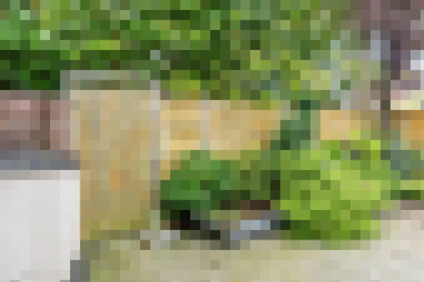 Knoopkruid 21 Diemen thumbnail 34