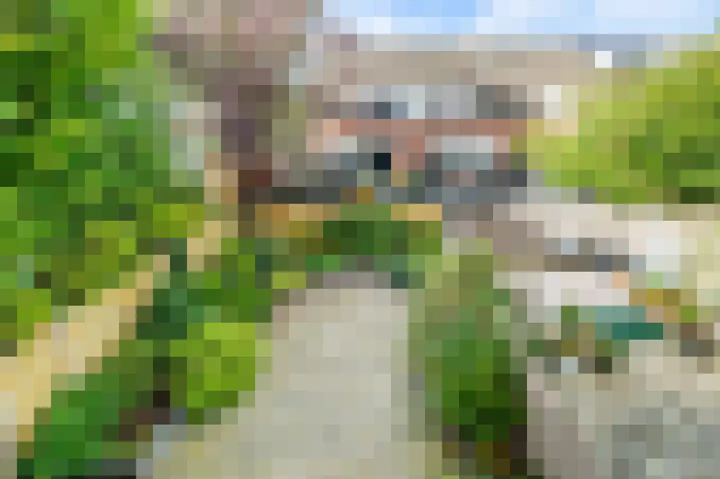 Knoopkruid 21 Diemen thumbnail 35