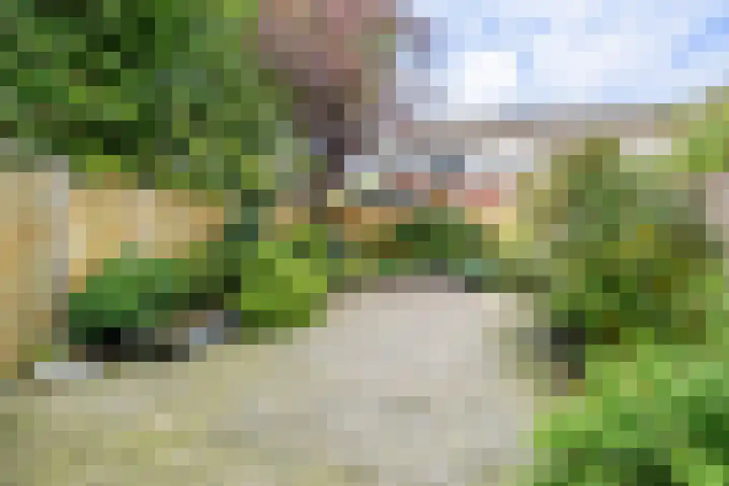 Knoopkruid 21 Diemen thumbnail 4