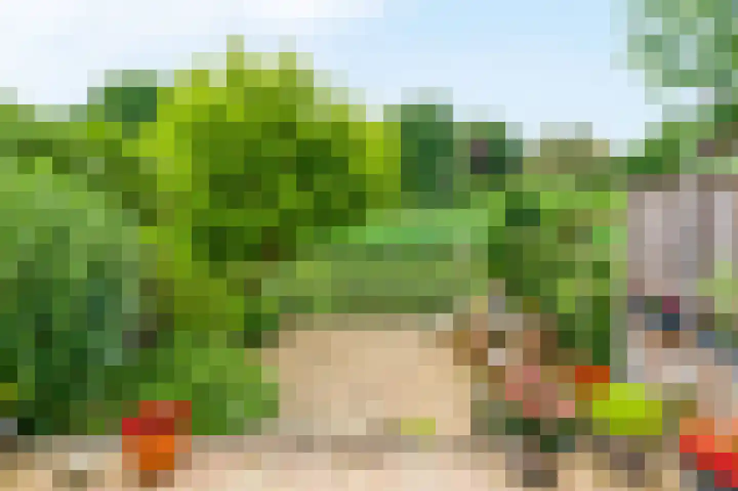 Knoopkruid 46 Diemen thumbnail 14