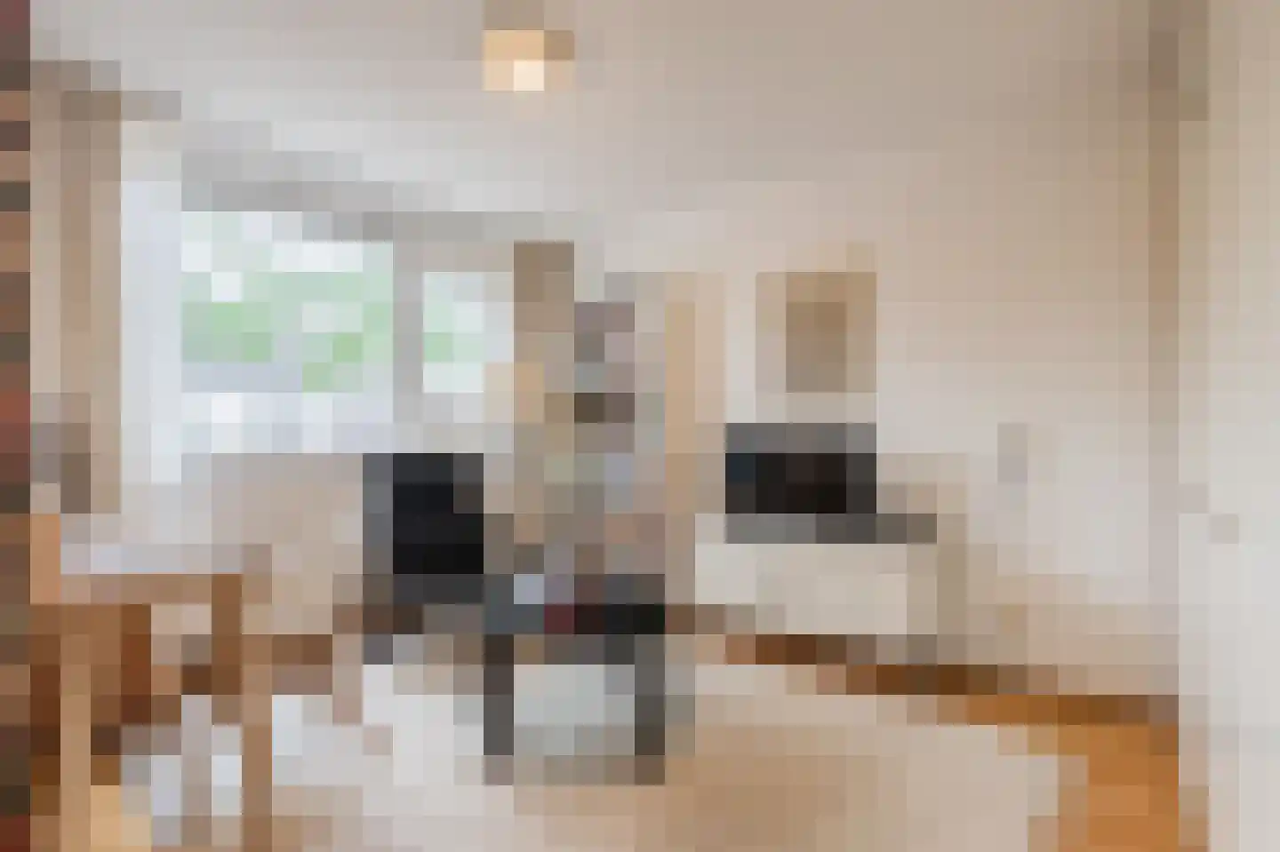 Knoopkruid 46 Diemen thumbnail 26
