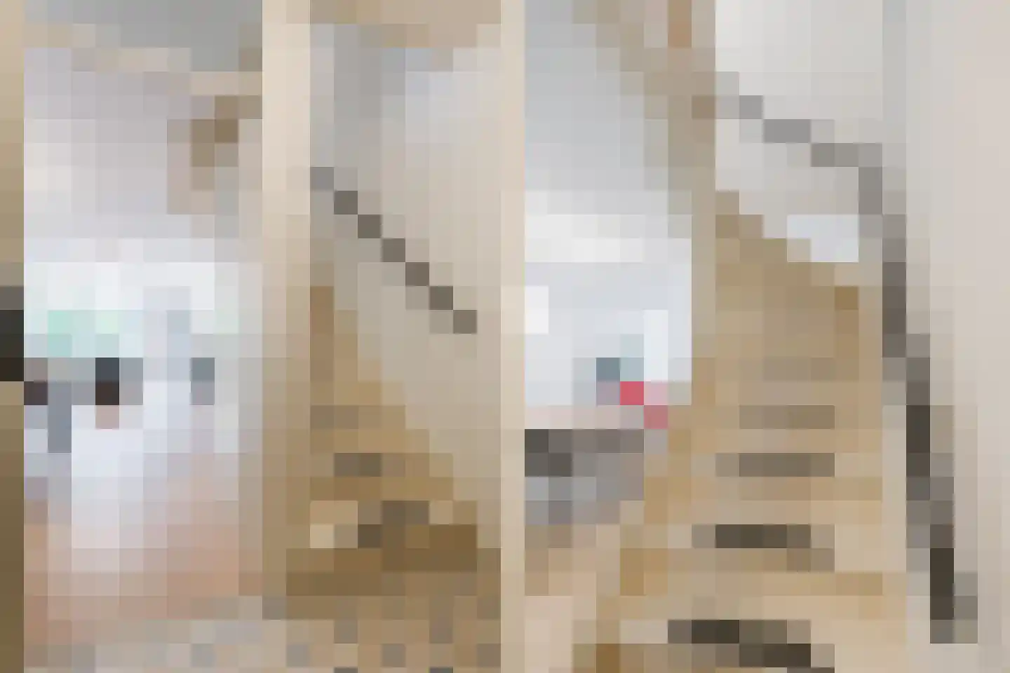 Knoopkruid 46 Diemen thumbnail 35