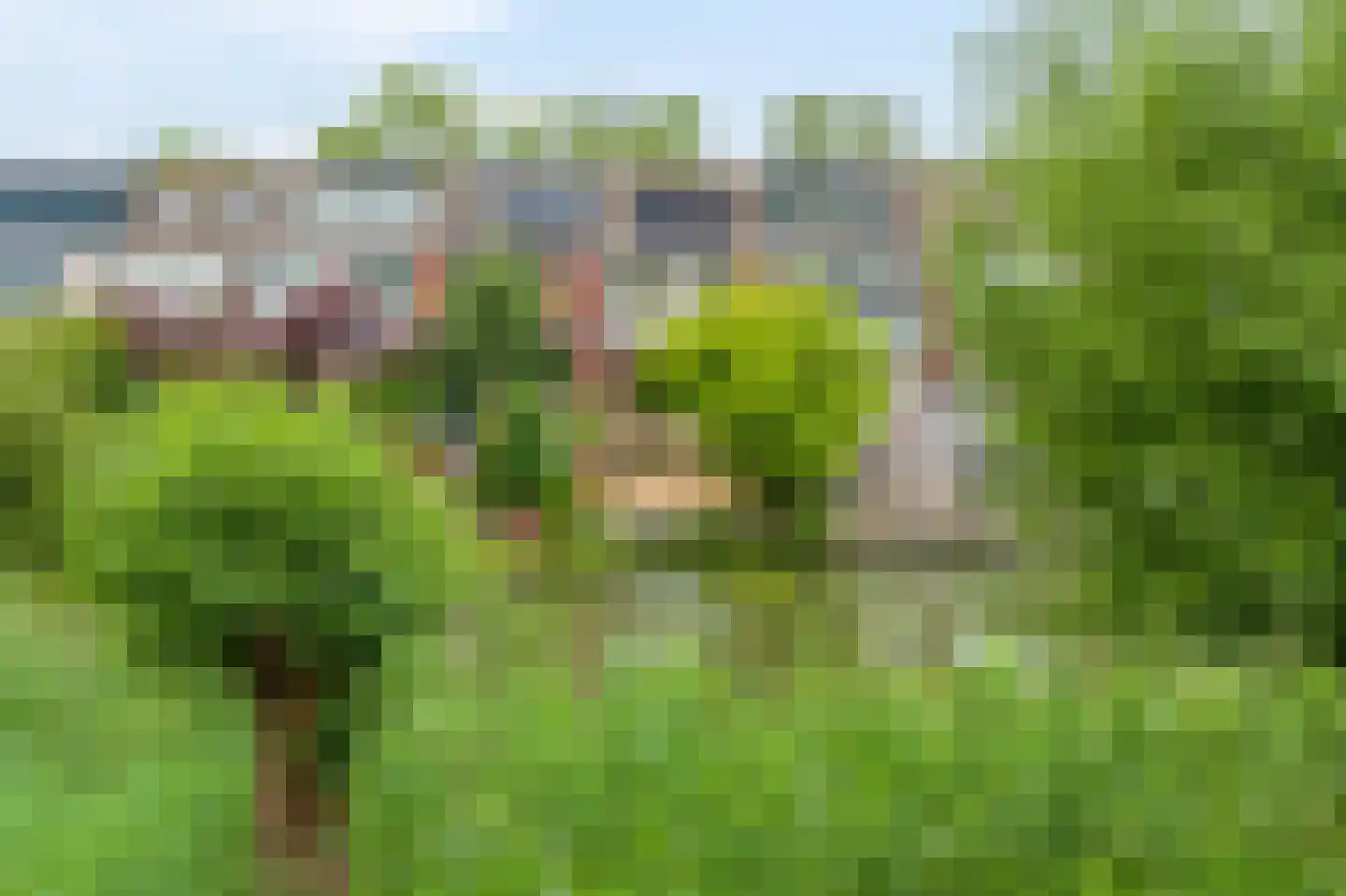 Knoopkruid 46 Diemen thumbnail 43