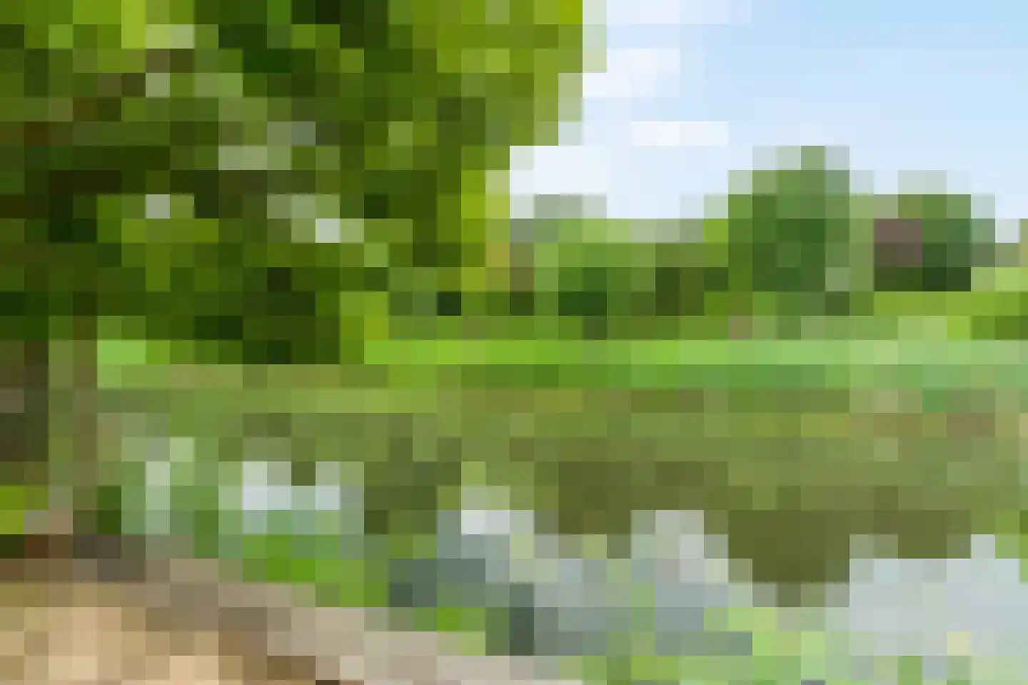 Knoopkruid 46 Diemen thumbnail 44