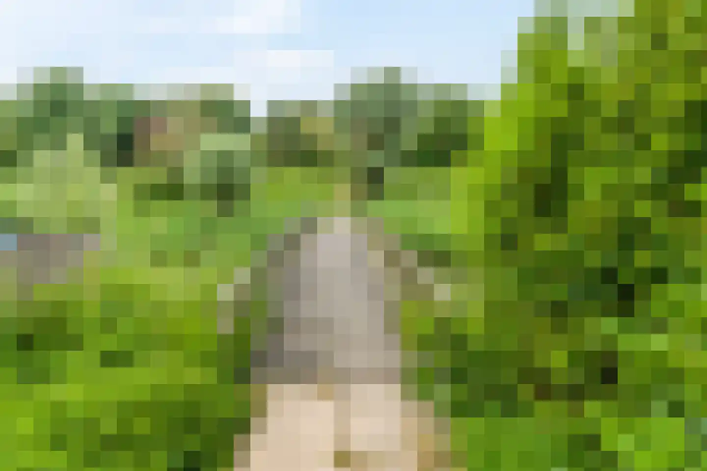 Knoopkruid 46 Diemen thumbnail 45