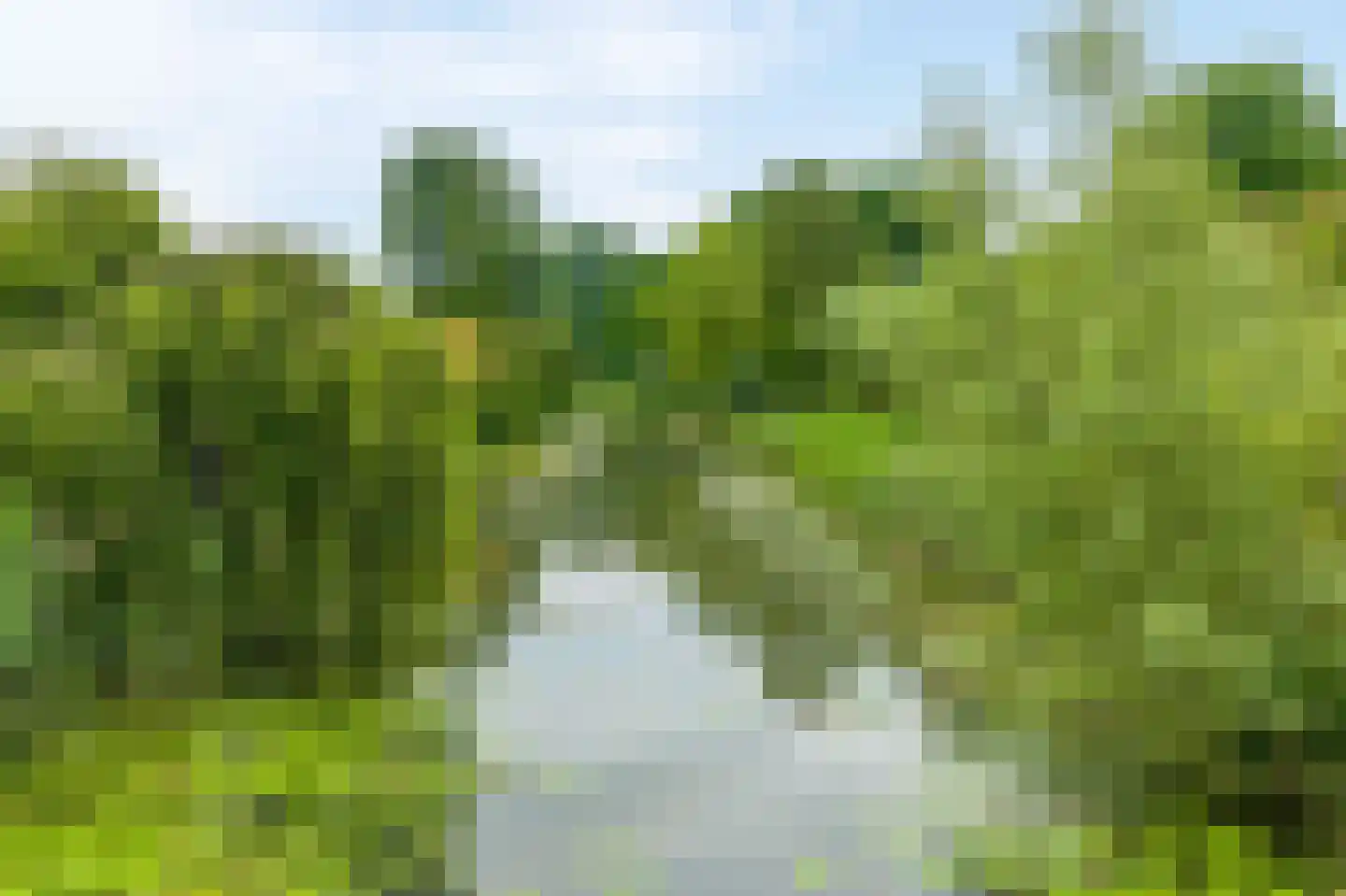 Knoopkruid 46 Diemen thumbnail 46