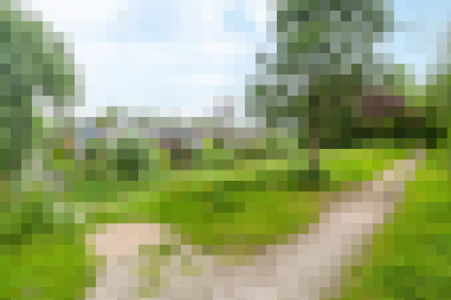 Knoopkruid 46 Diemen thumbnail 48