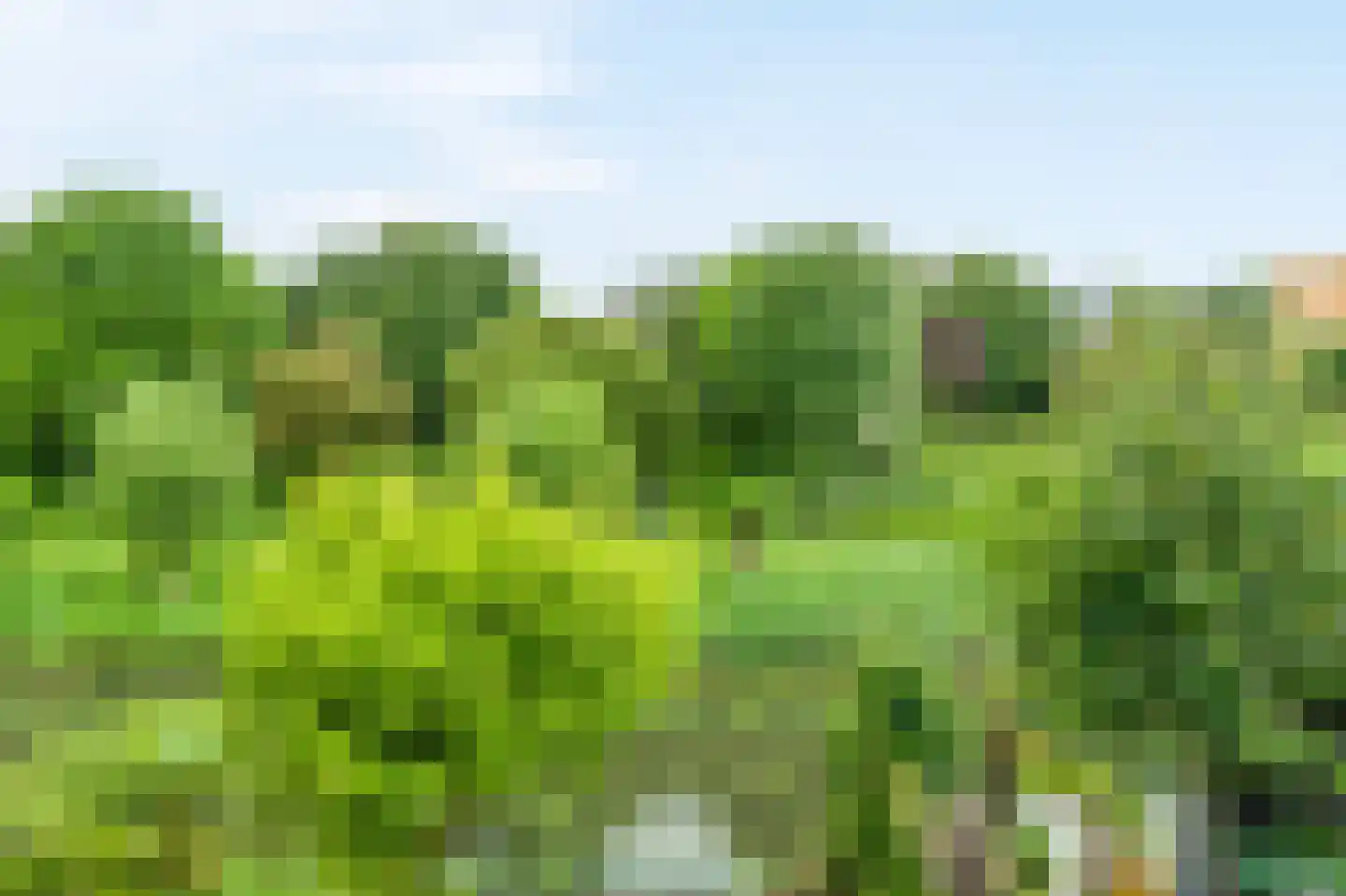 Knoopkruid 46 Diemen thumbnail 49