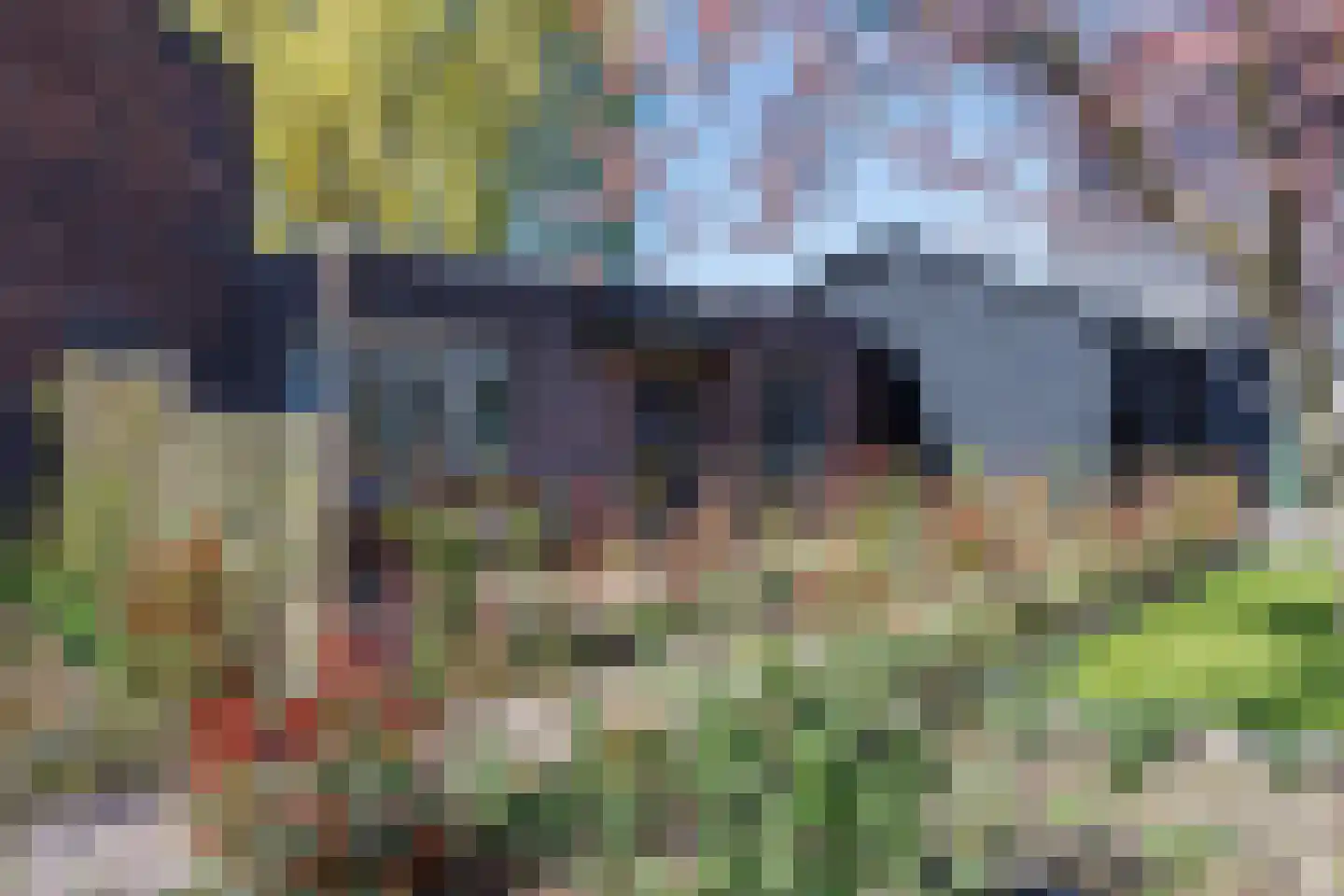 Knoopkruid 54 Rijswijk thumbnail 11
