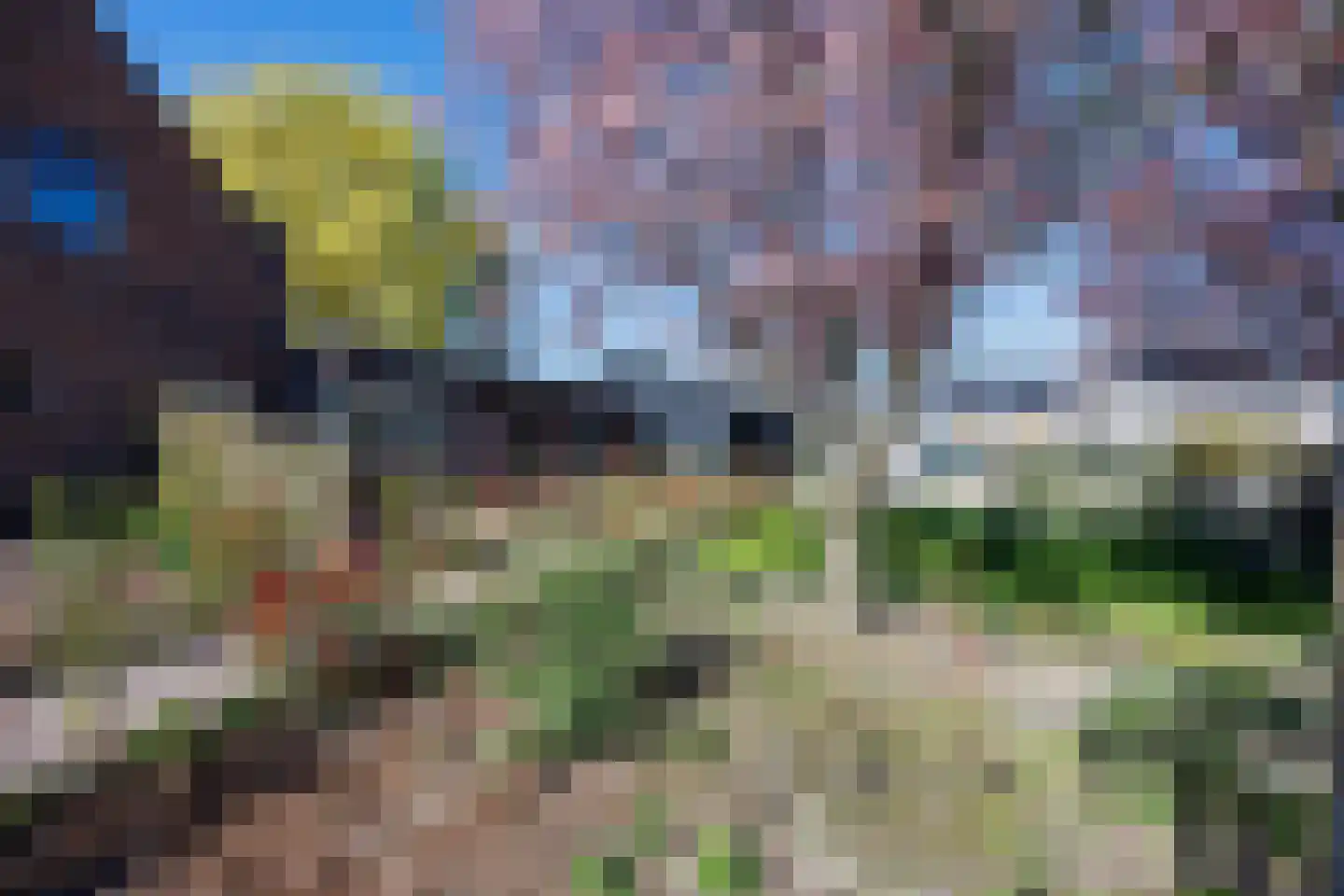 Knoopkruid 54 Rijswijk thumbnail 12