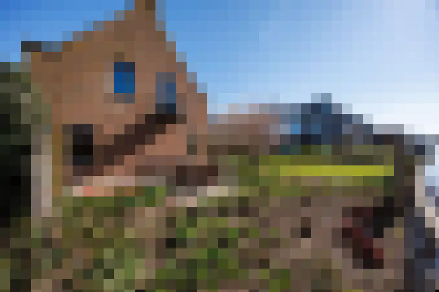 Knoopkruid 54 Rijswijk thumbnail 14