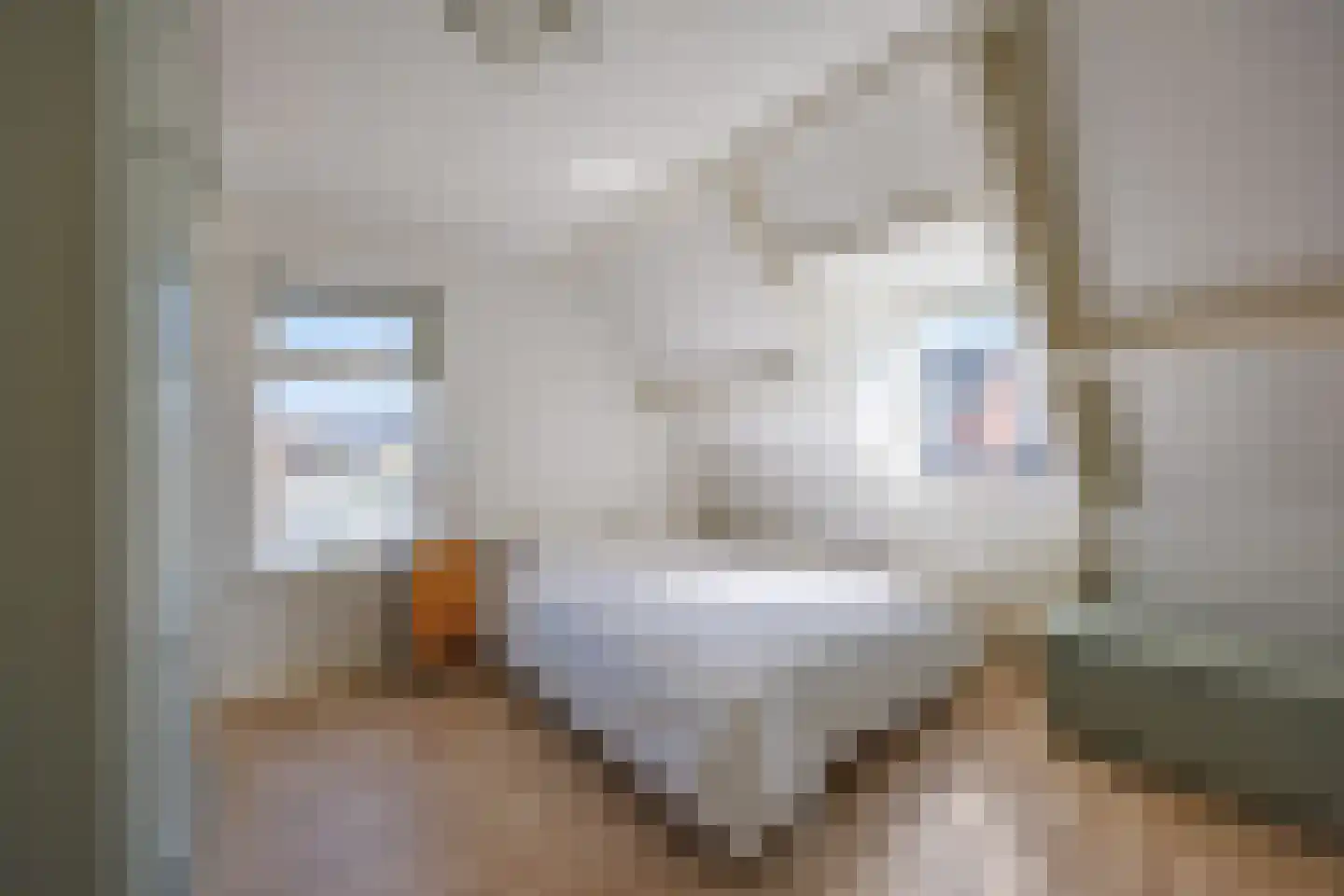 Knoopkruid 54 Rijswijk thumbnail 32