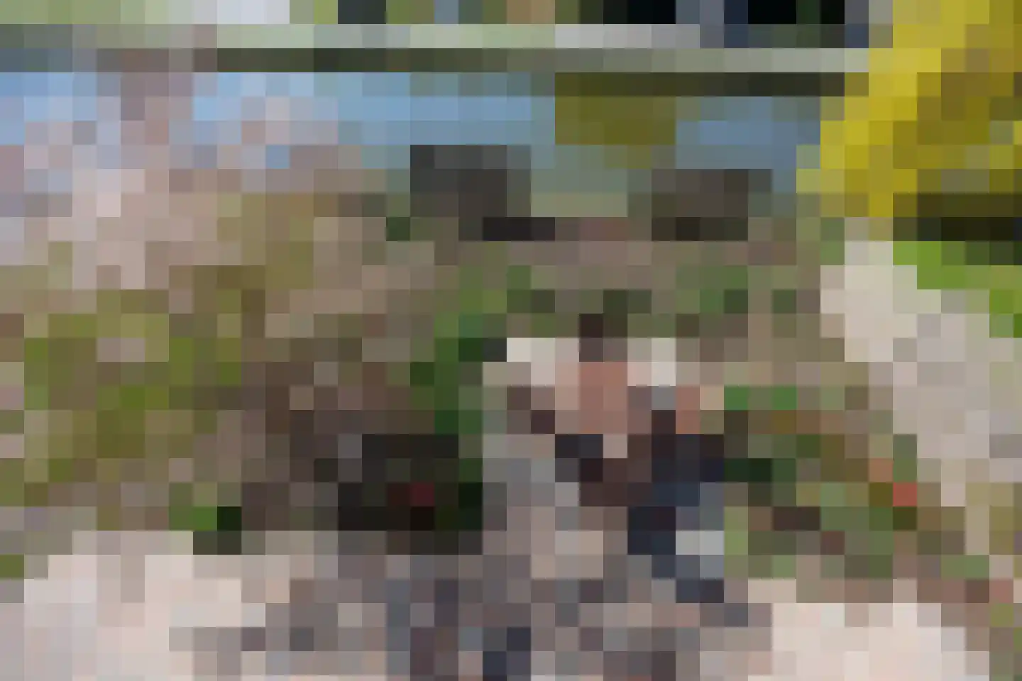 Knoopkruid 54 Rijswijk thumbnail 38