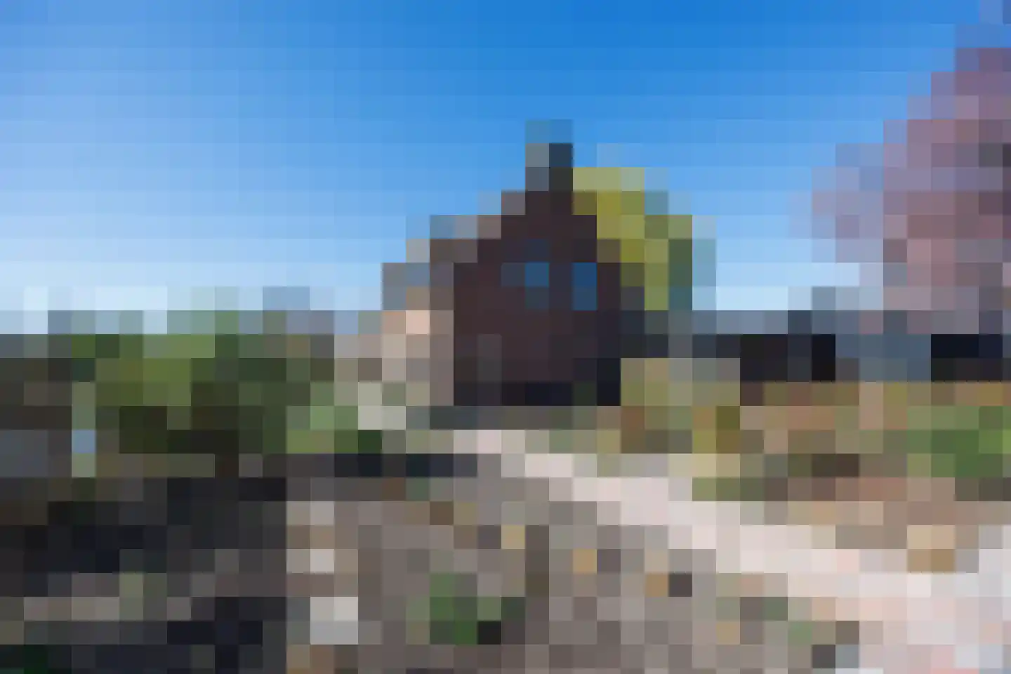 Knoopkruid 54 Rijswijk thumbnail 6