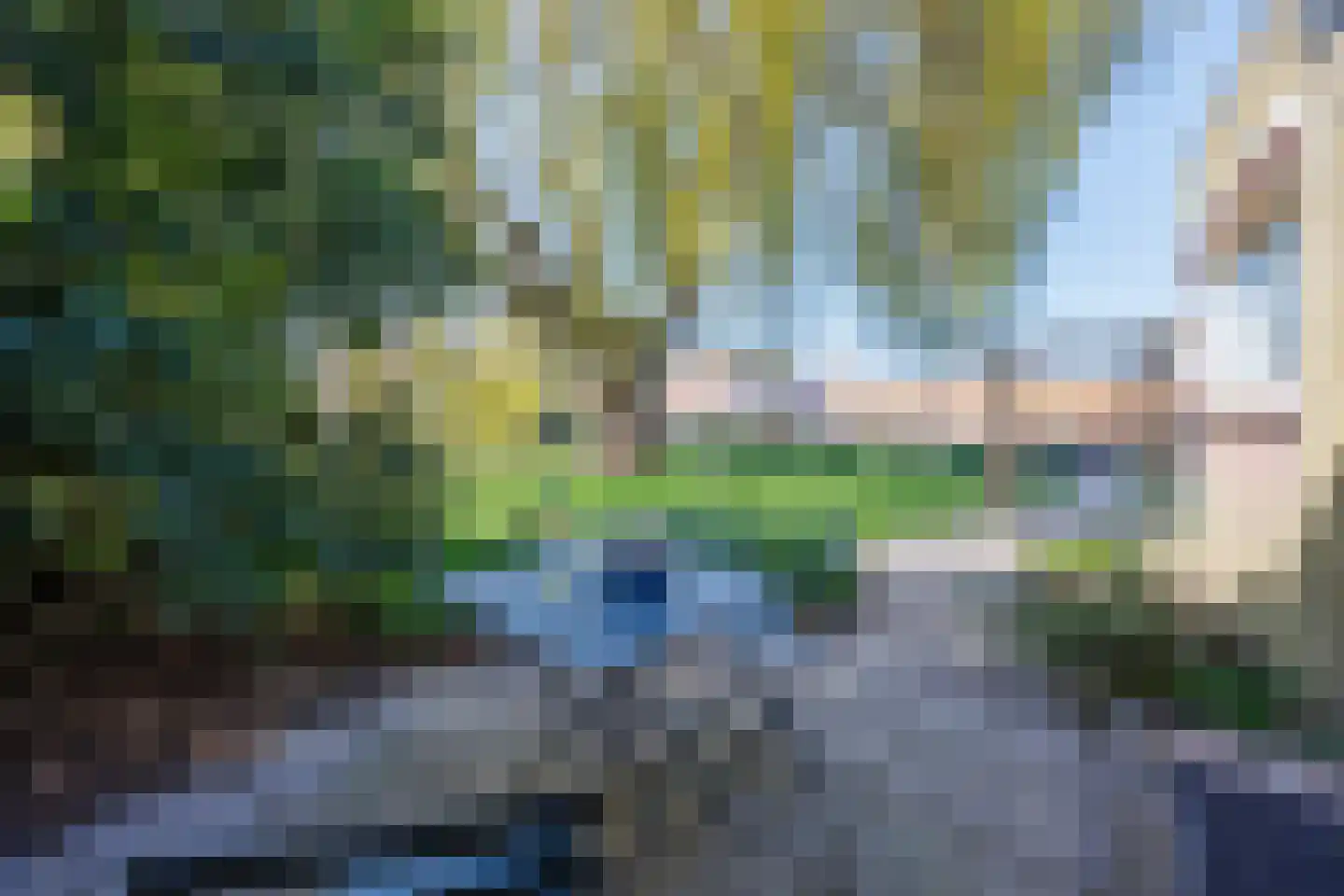 Knoopkruid 54 Rijswijk thumbnail 65