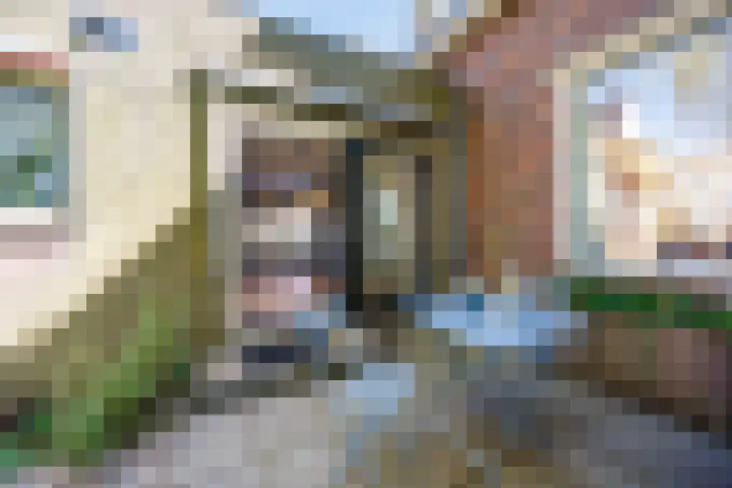 Knoopkruid 54 Rijswijk thumbnail 66