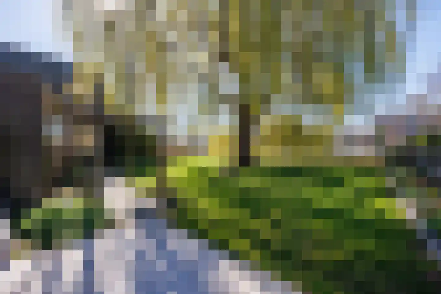 Knoopkruid 54 Rijswijk thumbnail 67