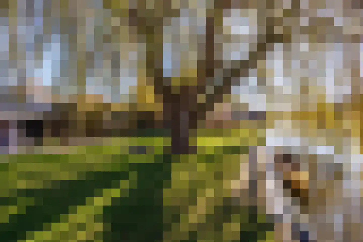 Knoopkruid 54 Rijswijk thumbnail 69