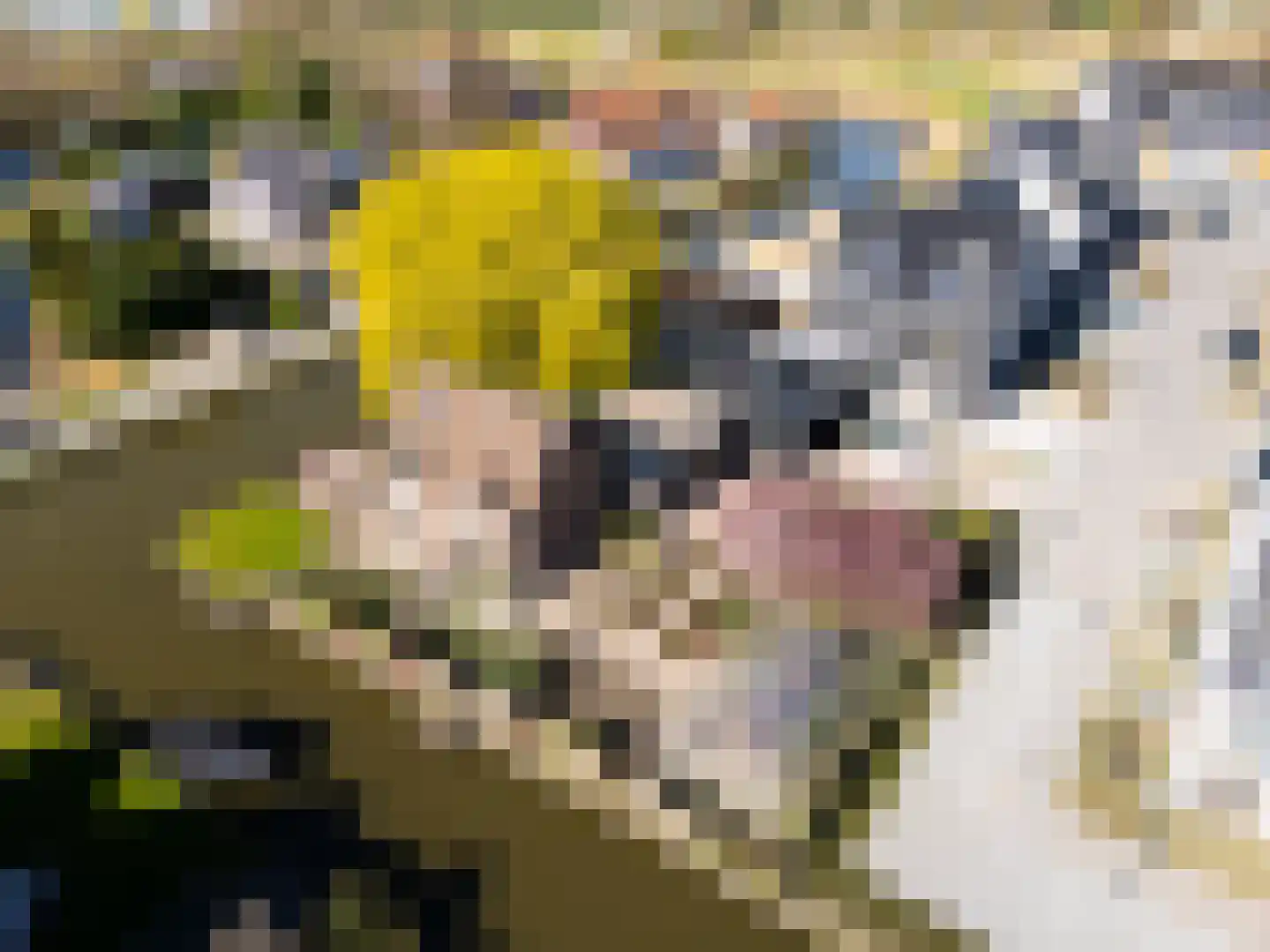 Knoopkruid 54 Rijswijk thumbnail 72