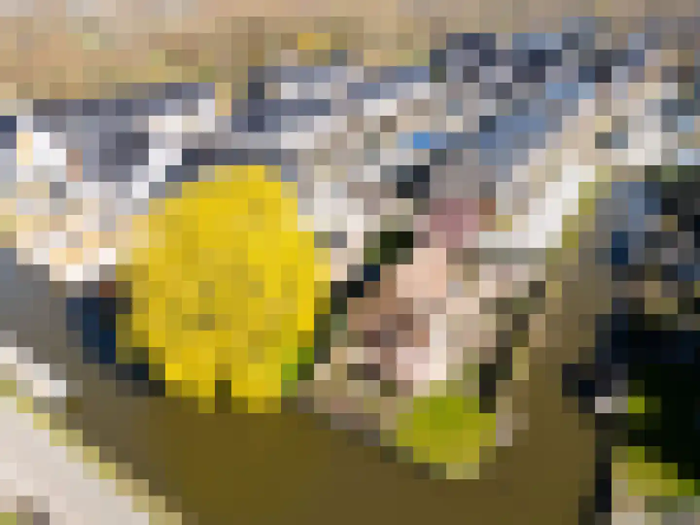Knoopkruid 54 Rijswijk thumbnail 73
