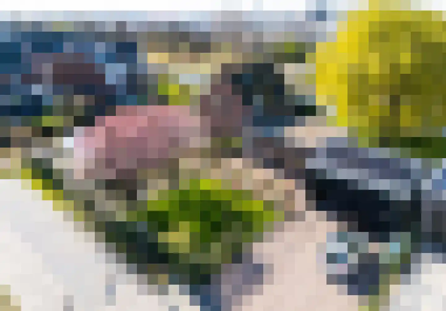 Knoopkruid 54 Rijswijk thumbnail 74