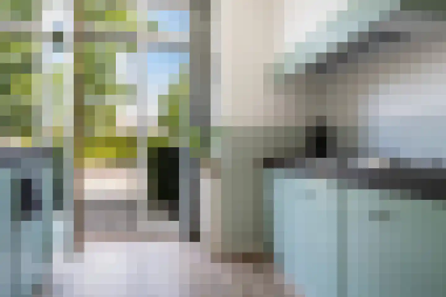 Knoopkruid 6 Voorthuizen thumbnail 18