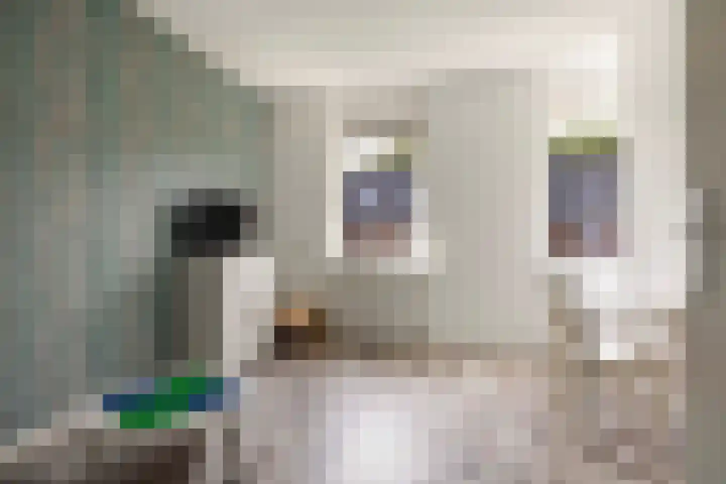 Knoopkruid 6 Voorthuizen thumbnail 22