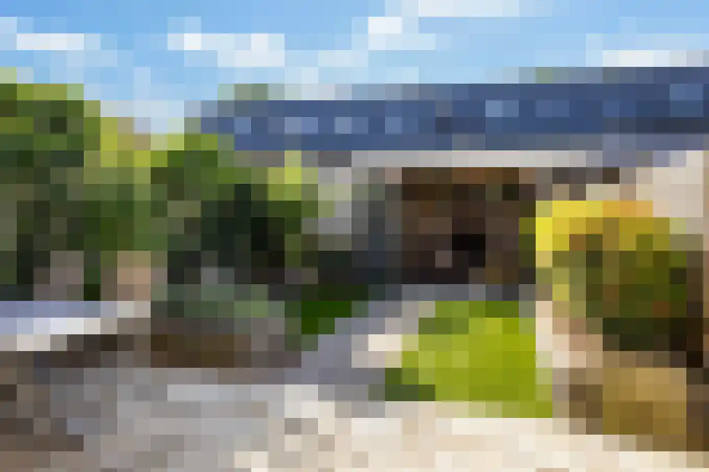 Knoopkruid 6 Voorthuizen thumbnail 34
