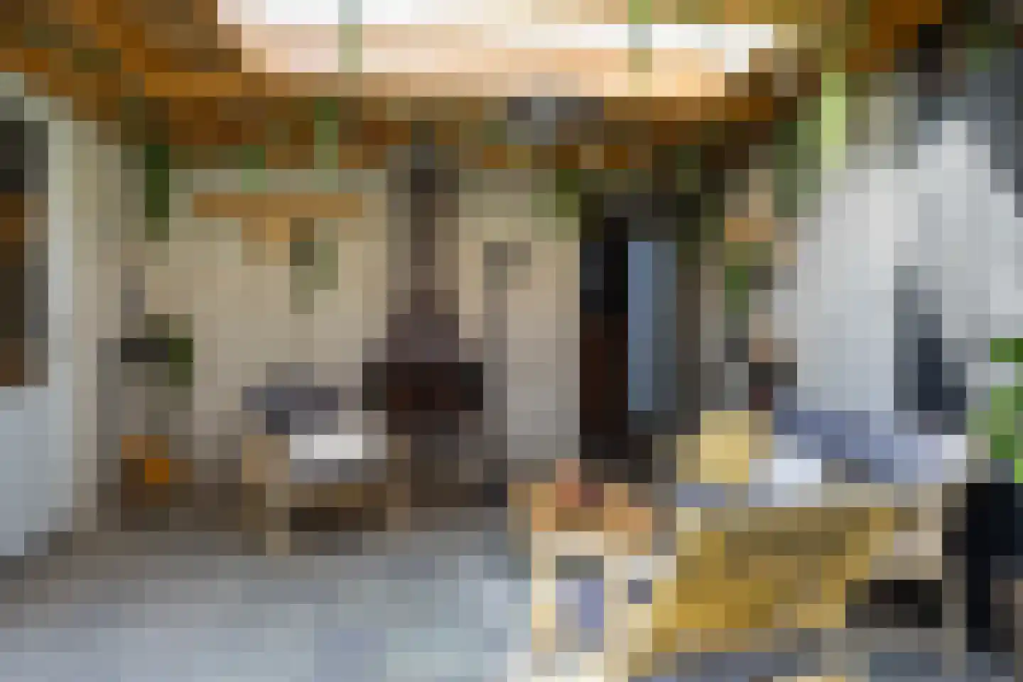 Knoopkruid 6 Voorthuizen thumbnail 35
