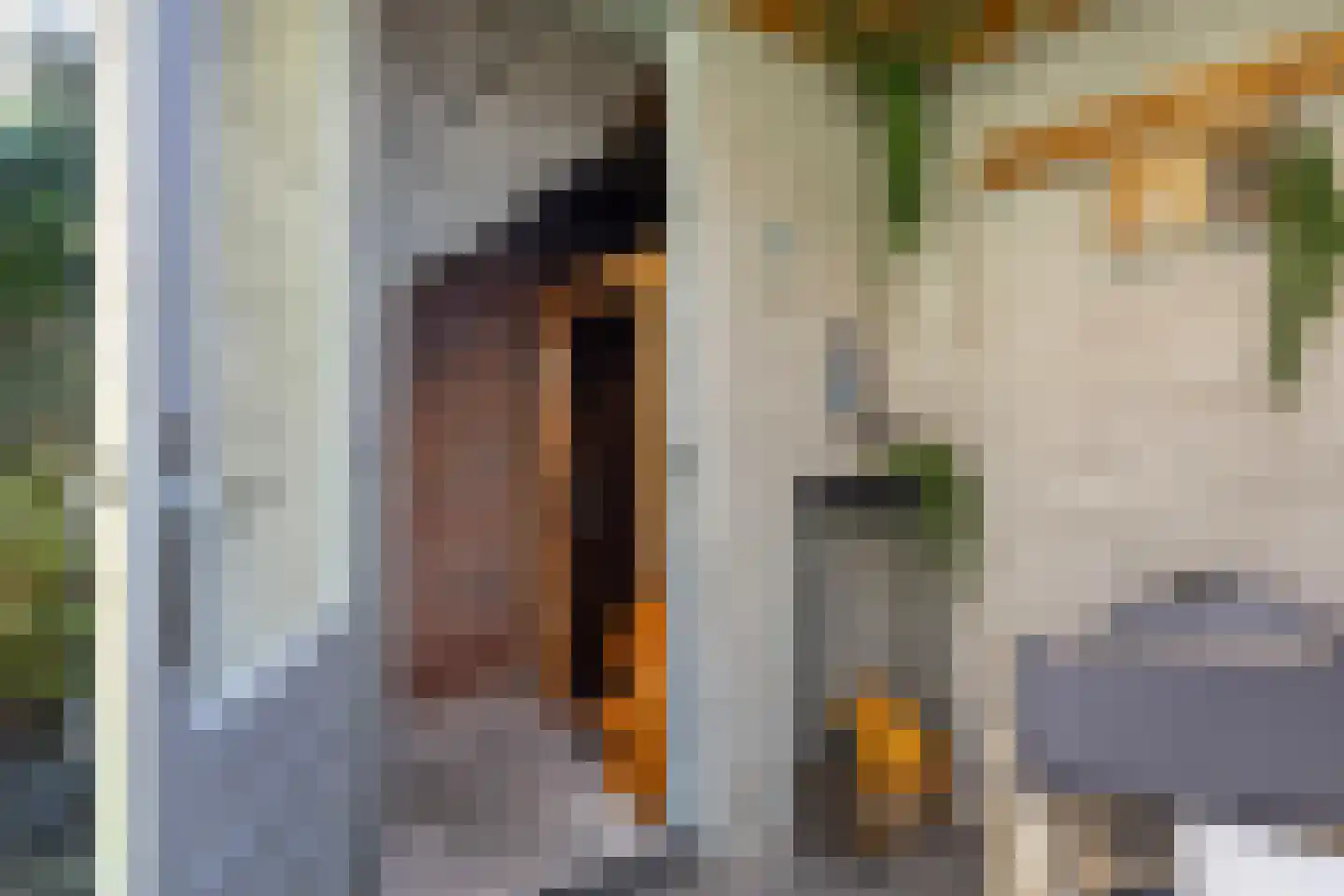 Knoopkruid 6 Voorthuizen thumbnail 36