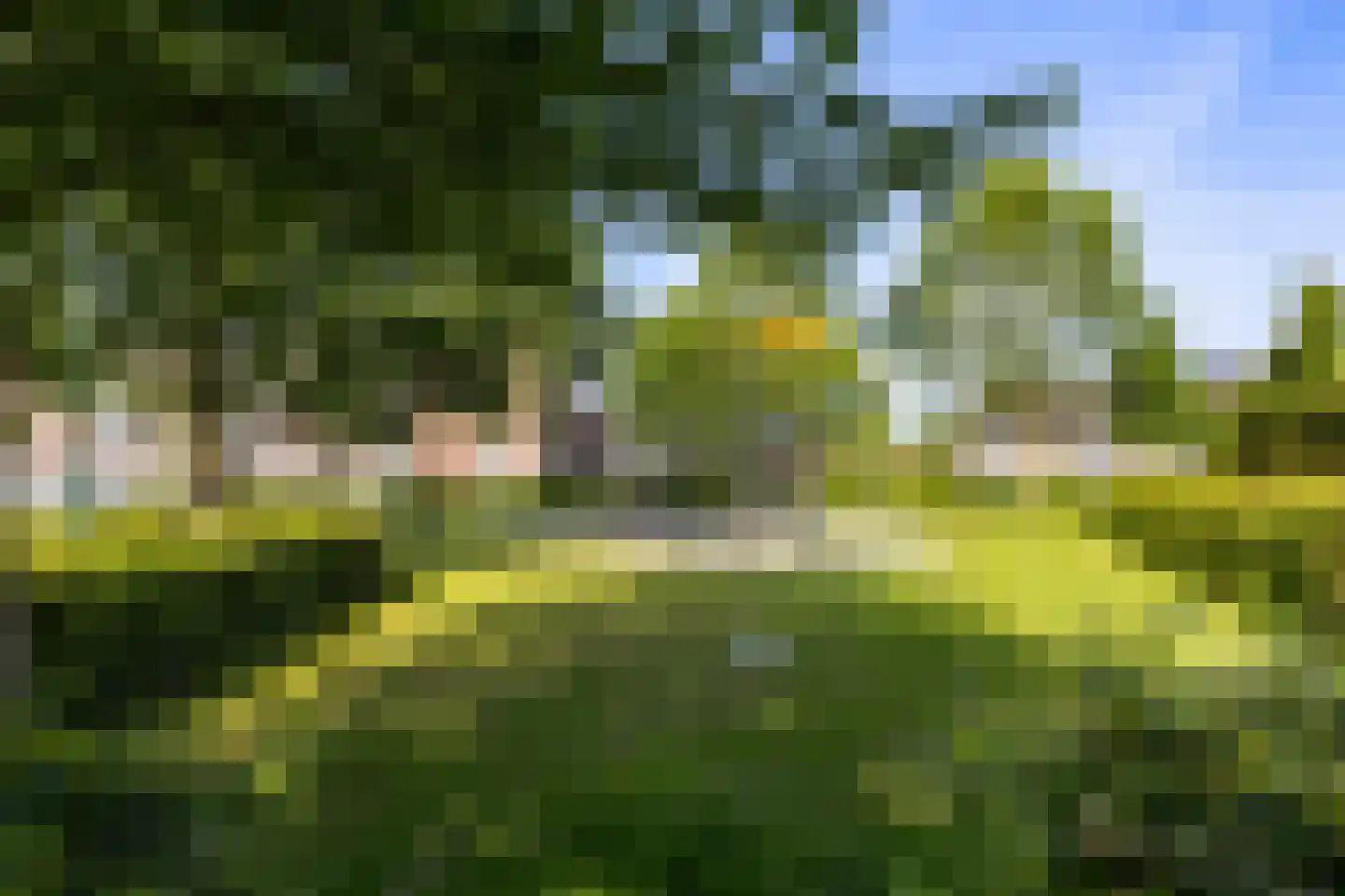 Knoopkruid 6 Voorthuizen thumbnail 37
