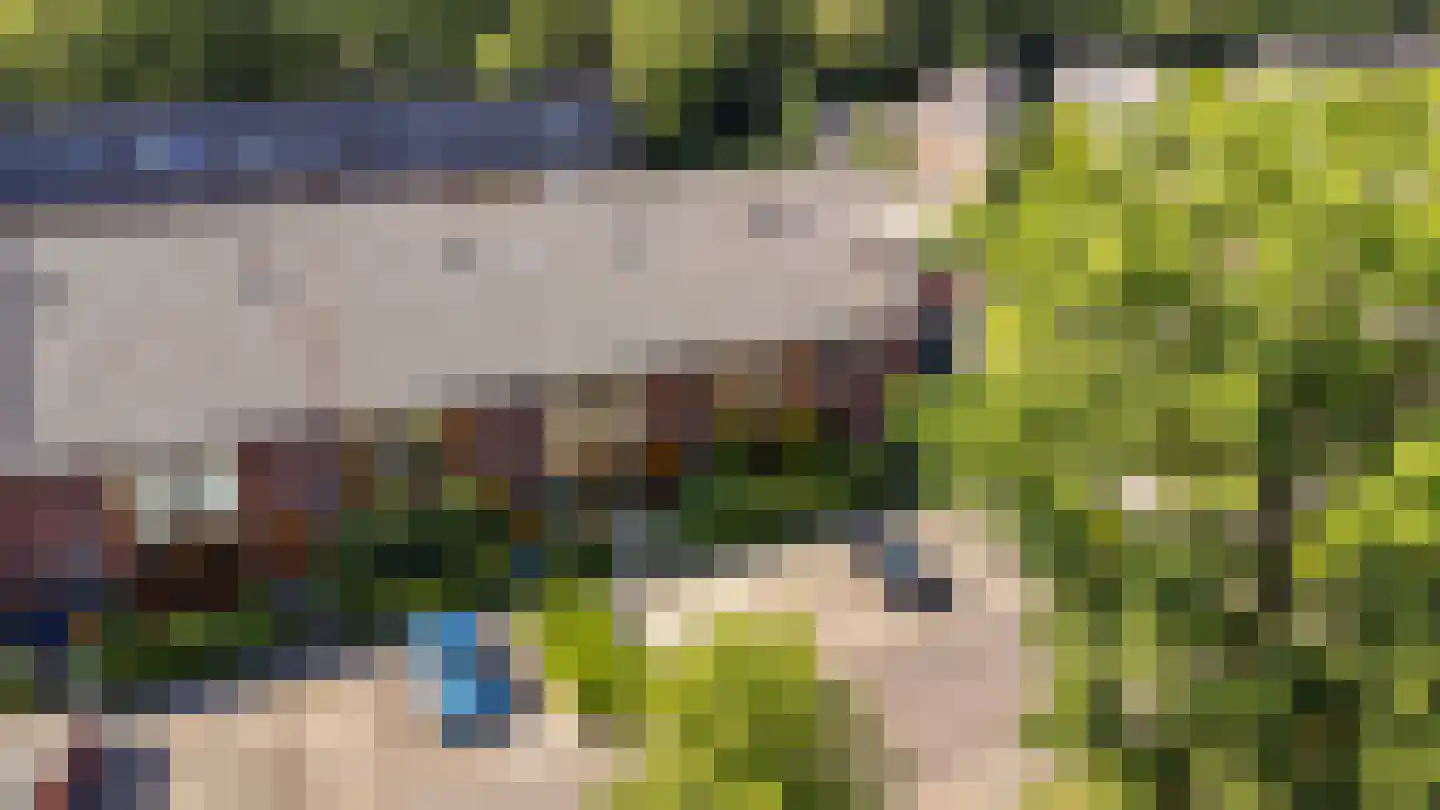 Knoopkruid 6 Voorthuizen thumbnail 6