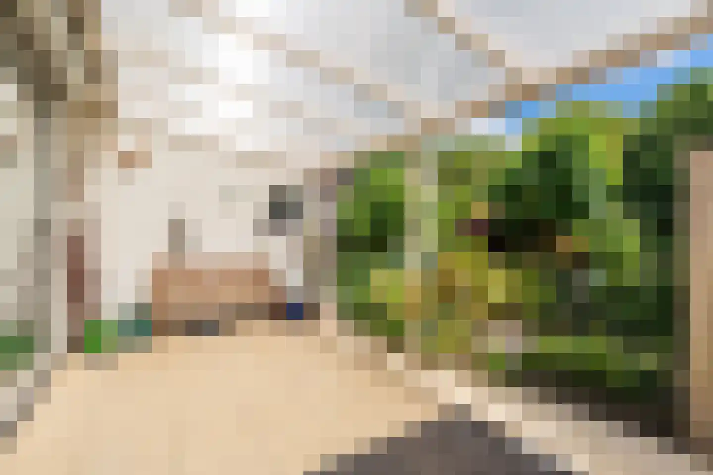 Knoopkruid 78 Diemen thumbnail 15