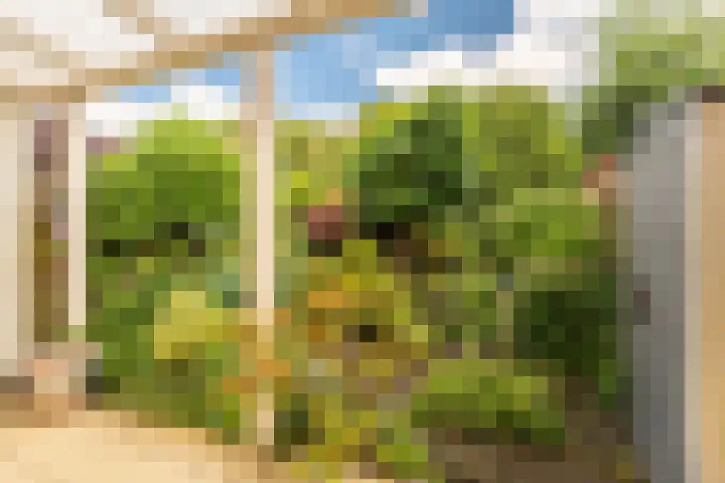 Knoopkruid 78 Diemen thumbnail 17