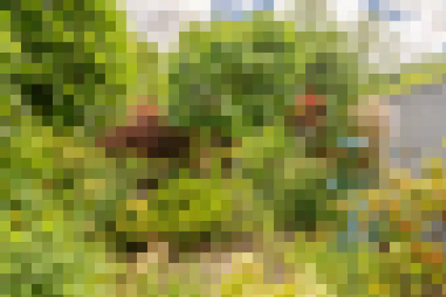 Knoopkruid 78 Diemen thumbnail 18