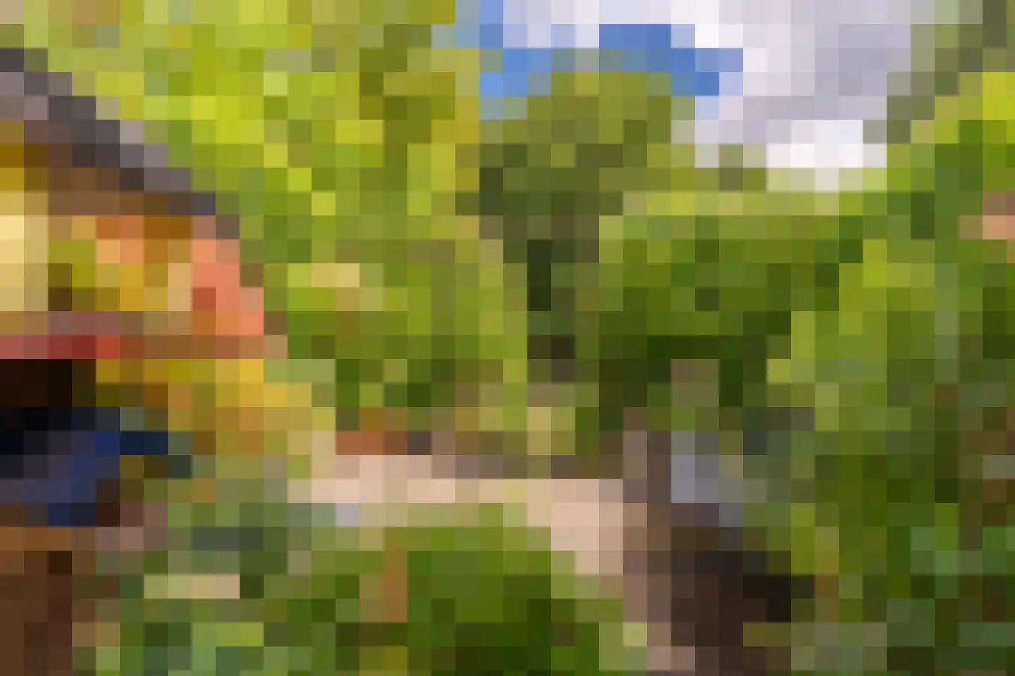 Knoopkruid 78 Diemen thumbnail 19