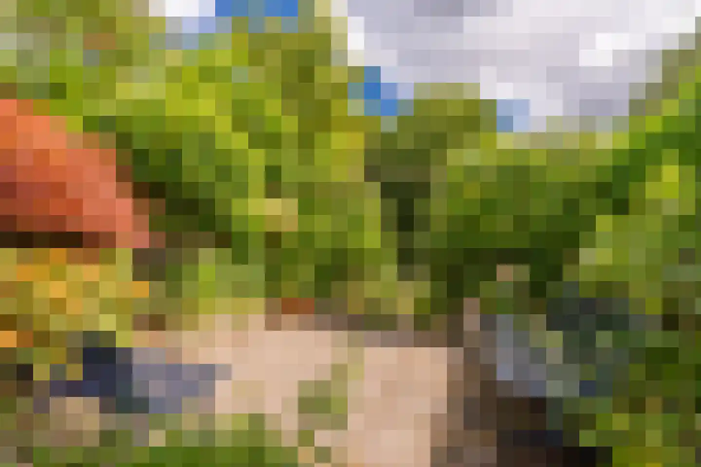 Knoopkruid 78 Diemen thumbnail 20
