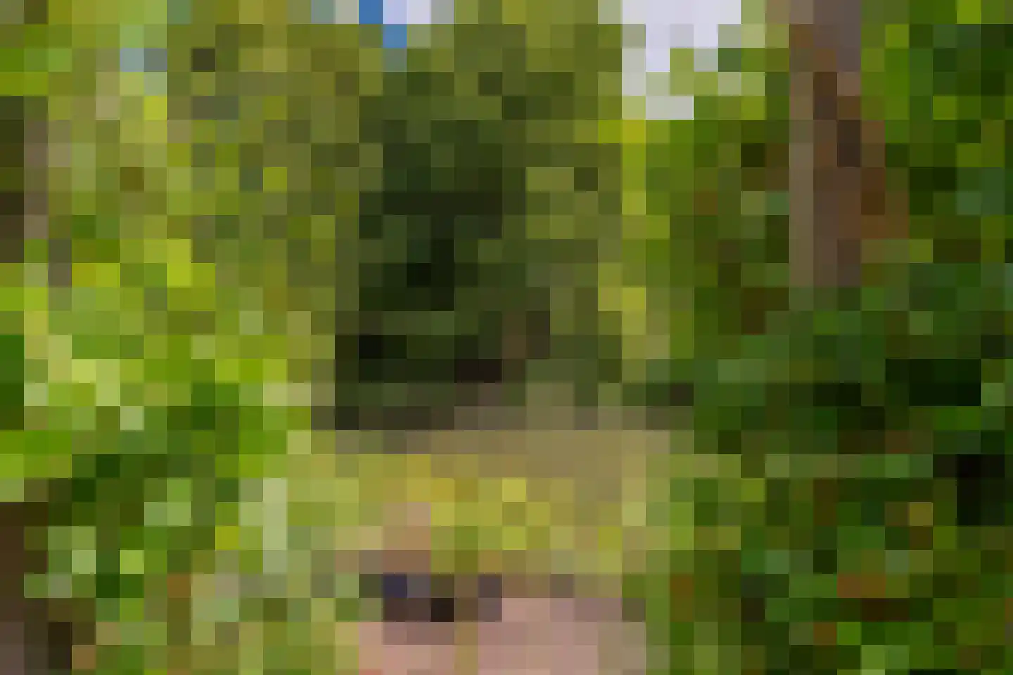 Knoopkruid 78 Diemen thumbnail 21