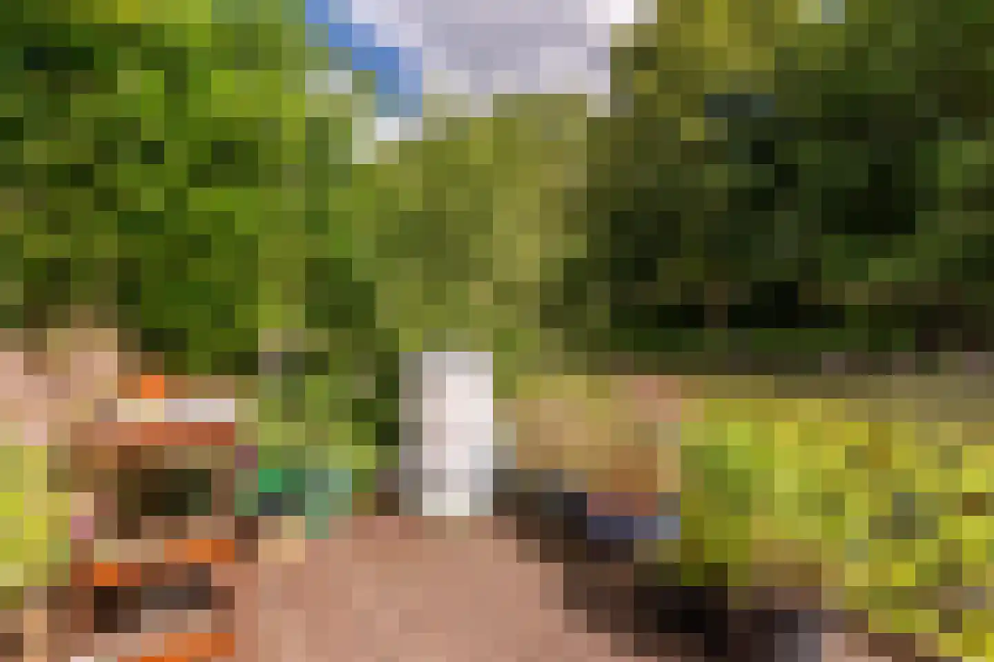 Knoopkruid 78 Diemen thumbnail 22