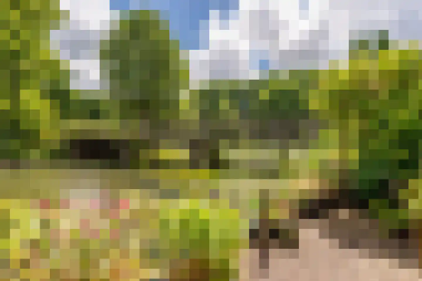 Knoopkruid 78 Diemen thumbnail 23