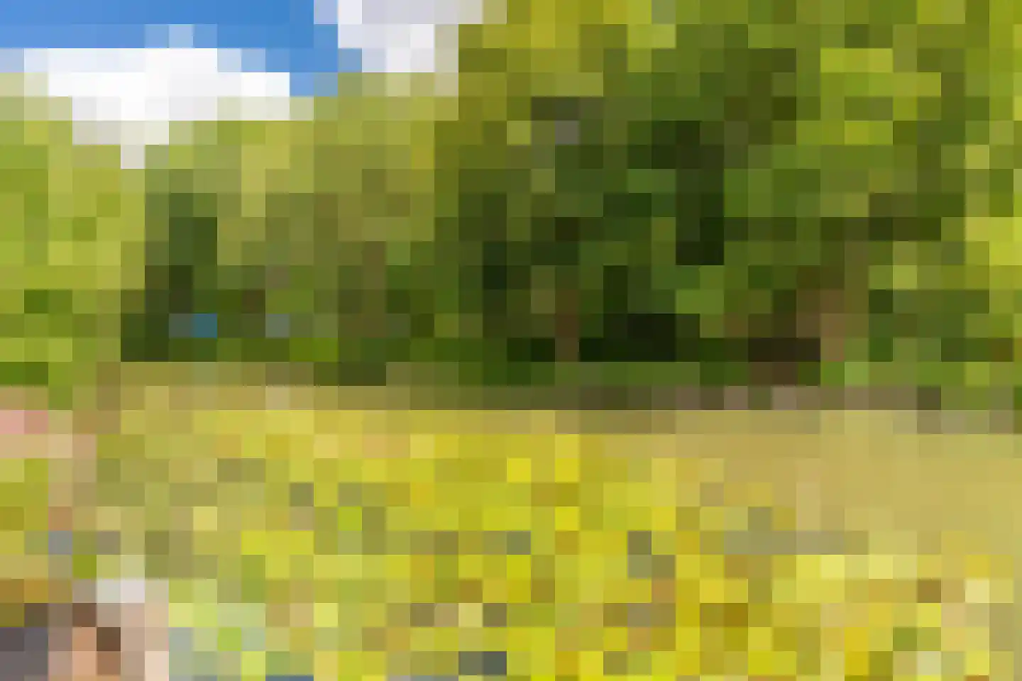 Knoopkruid 78 Diemen thumbnail 24