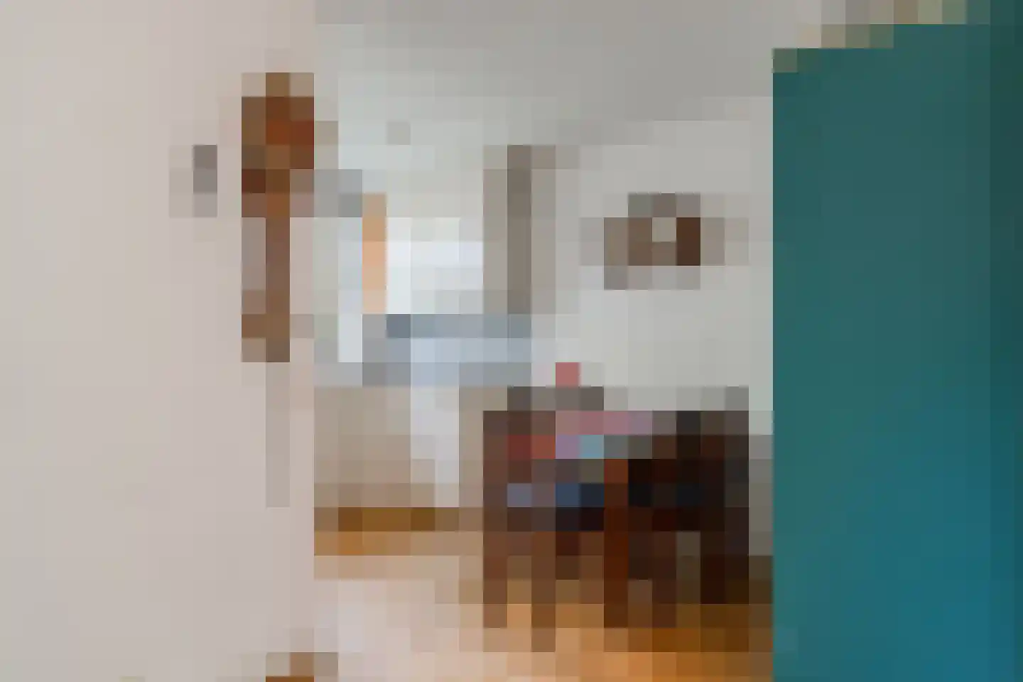 Knoopkruid 78 Diemen thumbnail 27