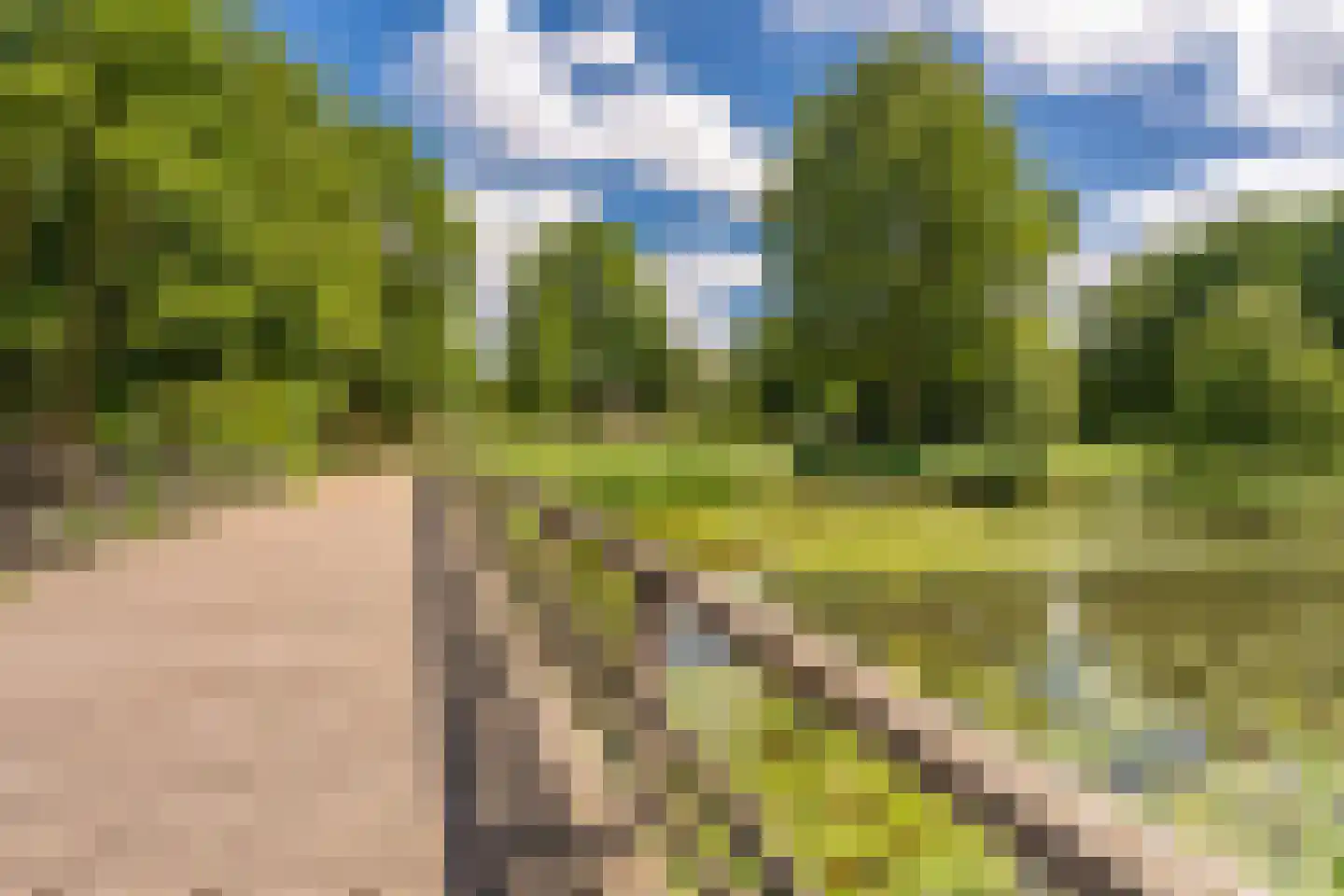 Knoopkruid 78 Diemen thumbnail 54
